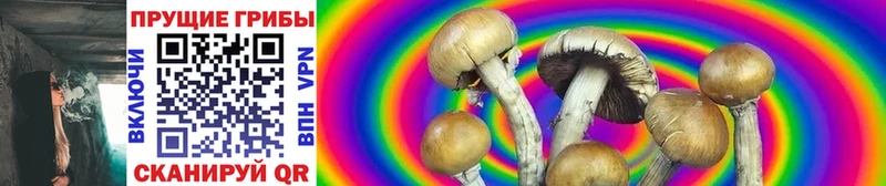 как найти Котельники блэк спрут как зайти Галлюциногенные грибы Psilocybe